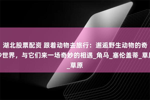湖北股票配资 跟着动物去旅行：邂逅野生动物的奇妙世界，与它们来一场奇妙的相遇_角马_塞伦盖蒂_草原